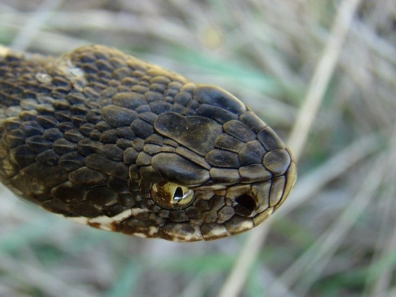 Левантская гадюка