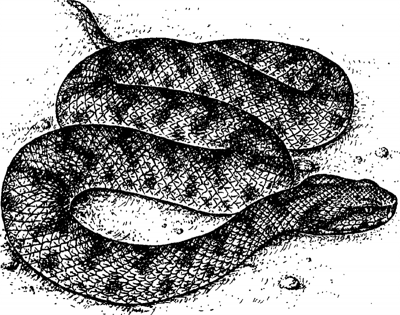 Кавказская гадюка Динника