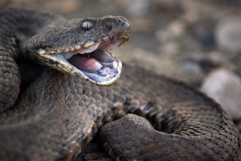 Среднеазиатская гадюка