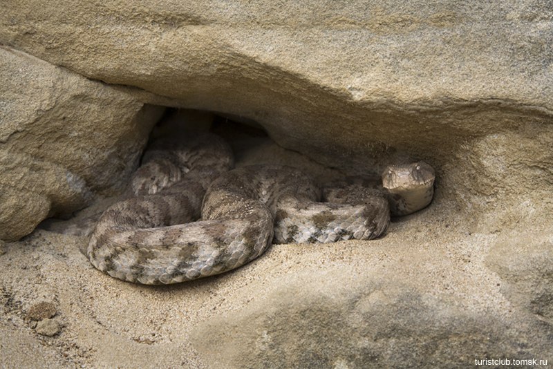 Эфа Песчаная Среднеазиатская