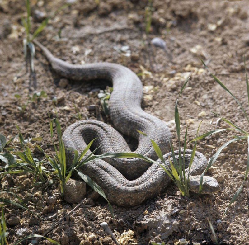 Кавказская гадюка Гюрза
