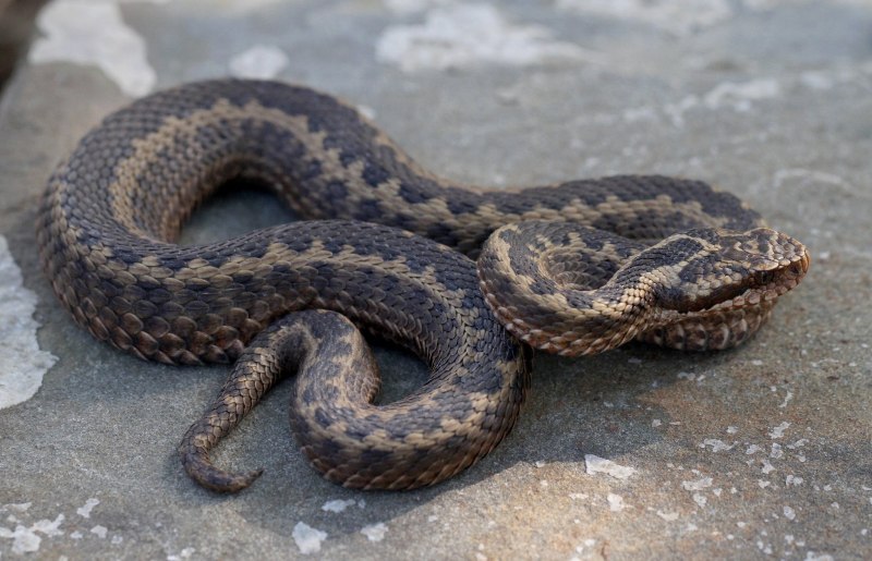 Змея армянская гадюка