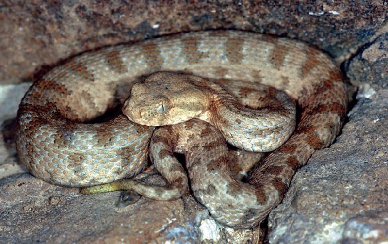 Степная гадюка щитомордник