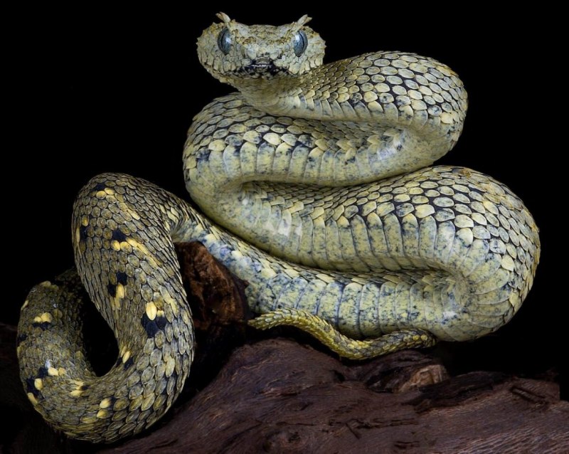 Гюрза Vipera lebetina