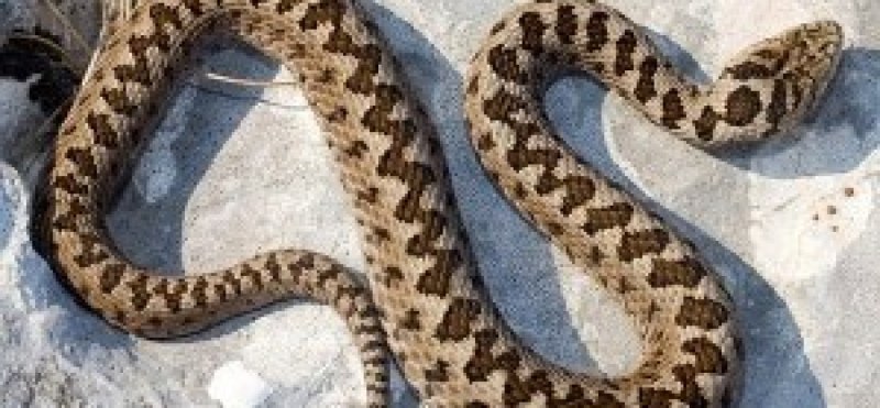 Щитомордник Байкальский змея