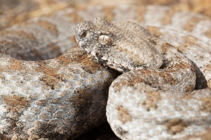 Гюрза Vipera lebetina