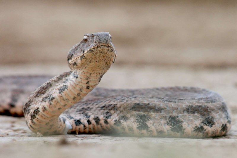 Змеи в живописи