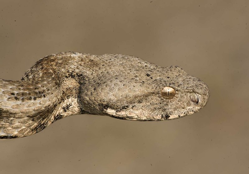 Гюрза Vipera lebetina