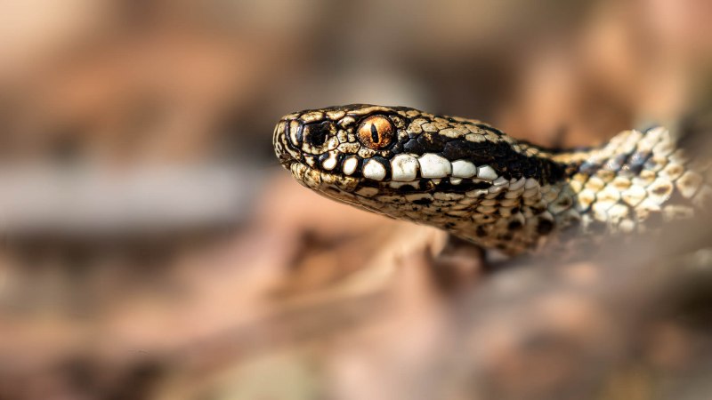 Ядовитая змея Гюрза