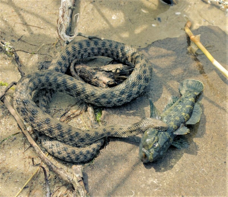 Гремучая змея Гюрза