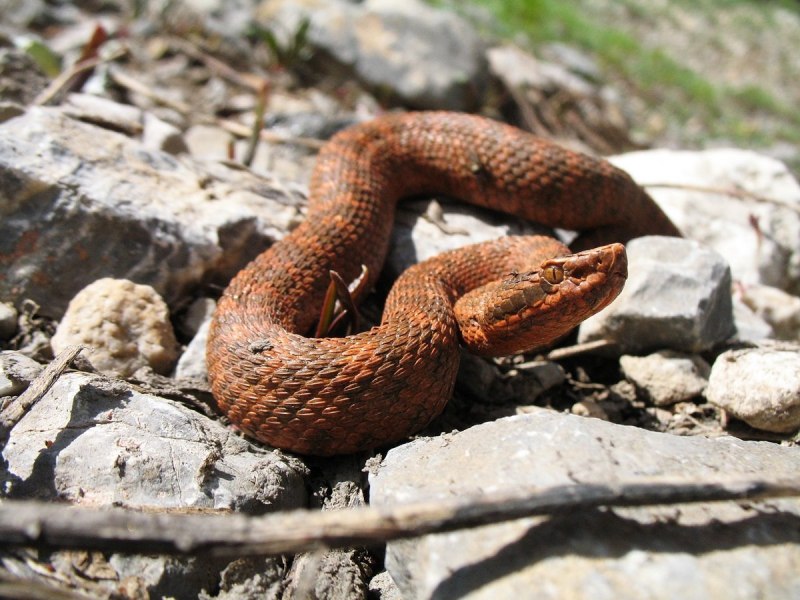 Кавказский питон