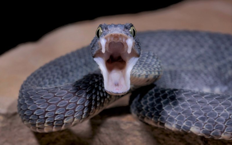 Ядовитая змея Гюрза
