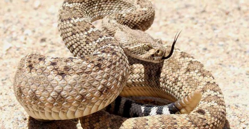 Гадюка Кобра Гюрза