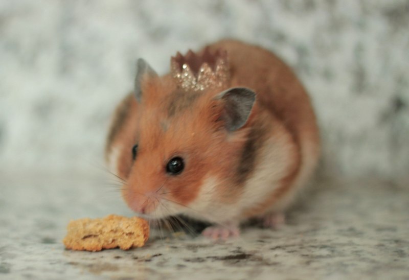Золотистый хомячок