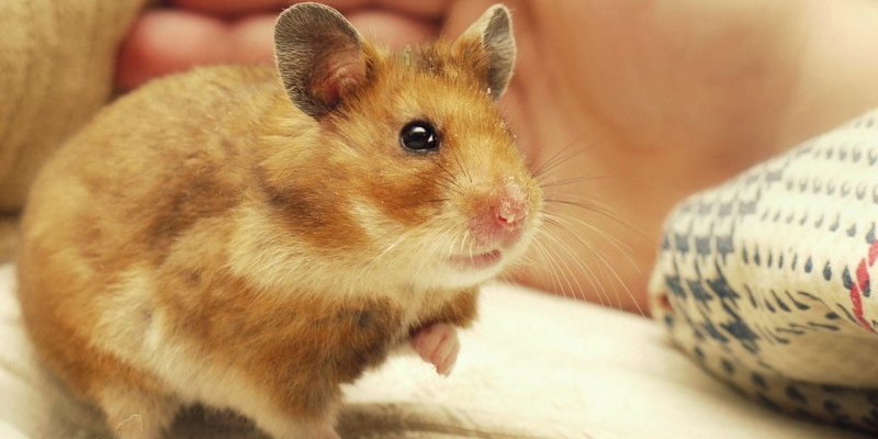 Сирийский хомяк большой