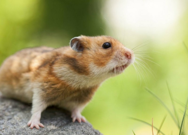 Хомяк Радде предкавказский