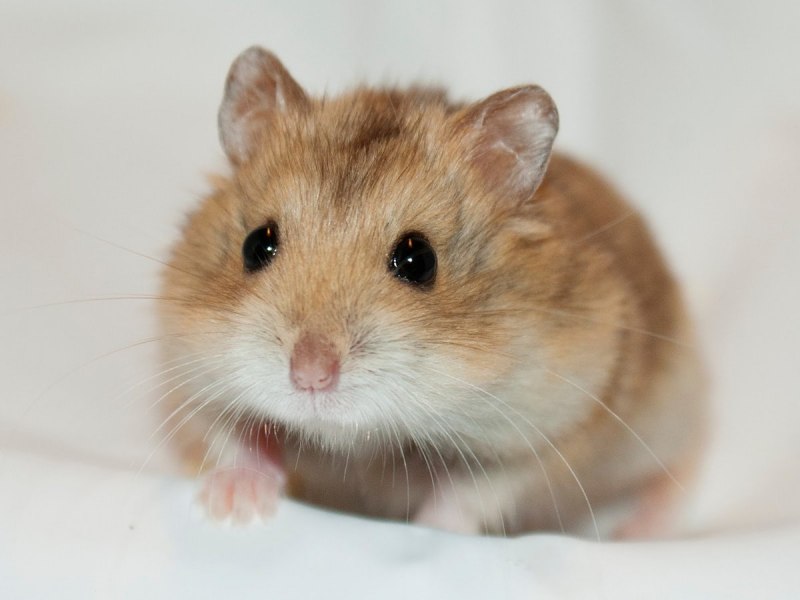 Хомяки породы Роборовского Кэмпбелла