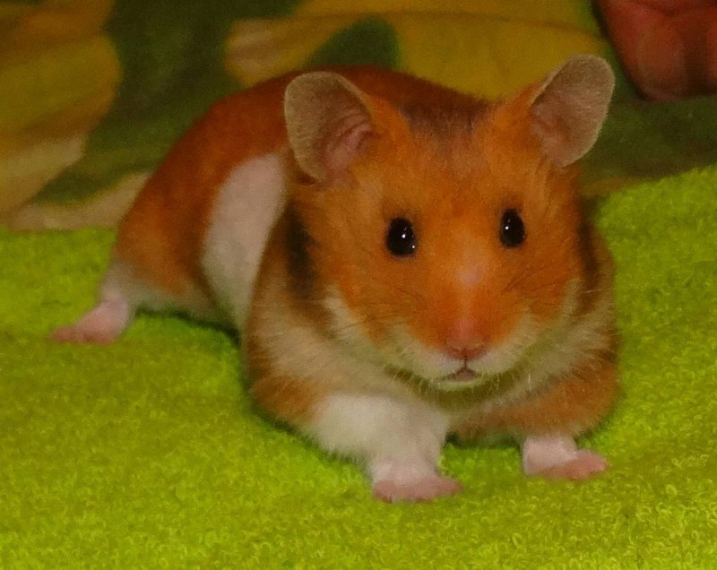 Хомяк домашний