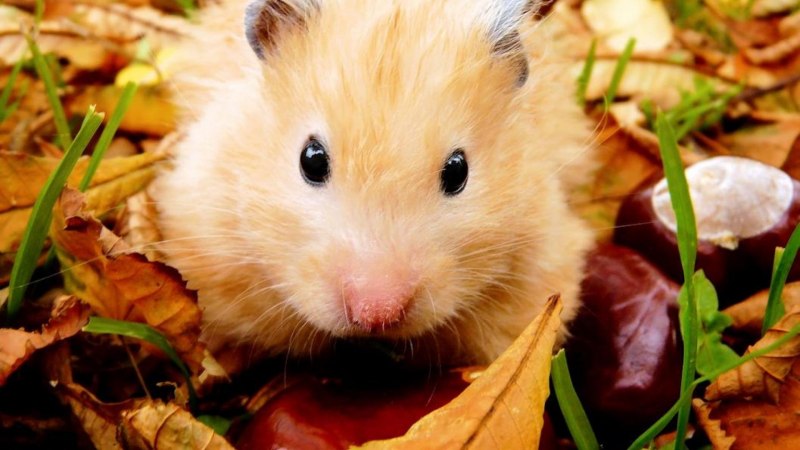 Морская Свинка обыкновенная