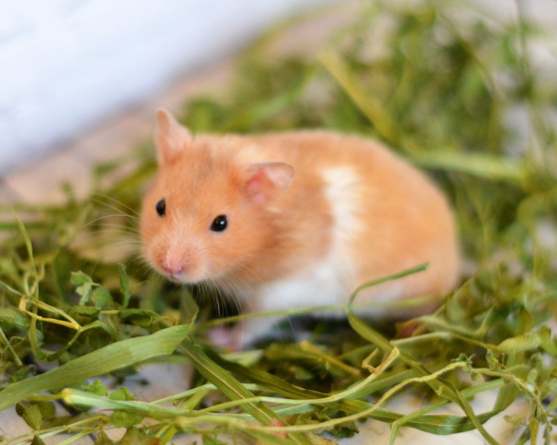 Сирийский золотой хомячок