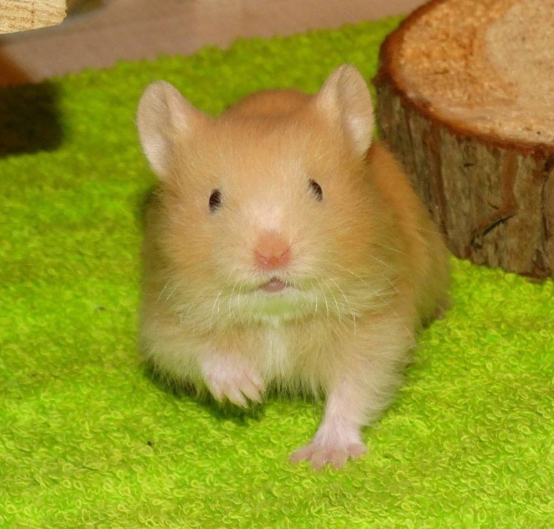Рыжий хомяк фото