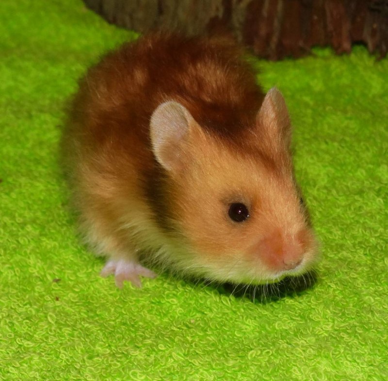 Сирийский золотистый хомячок