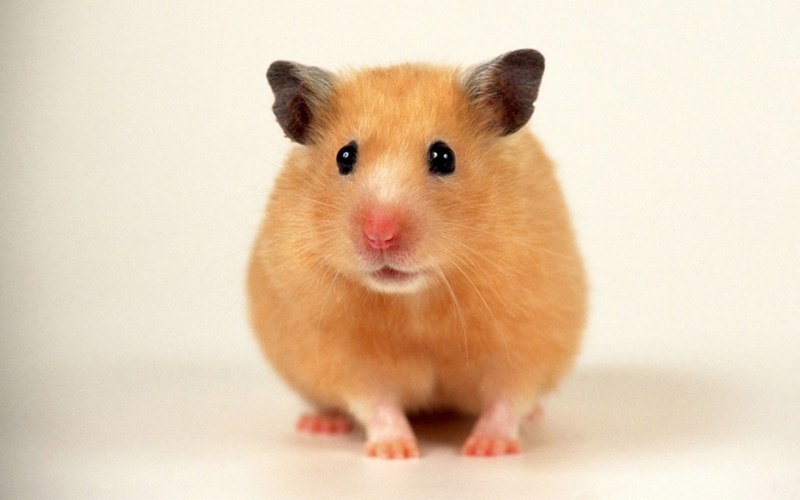 Сирийский хомяк атлас