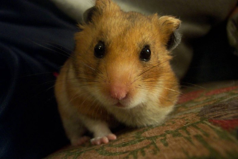 Хомяк джунгарский