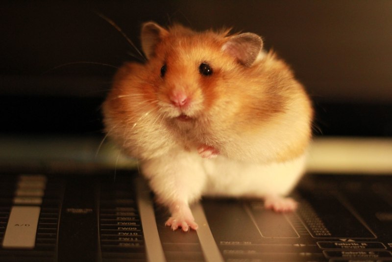 Персиковый сирийский хомяк