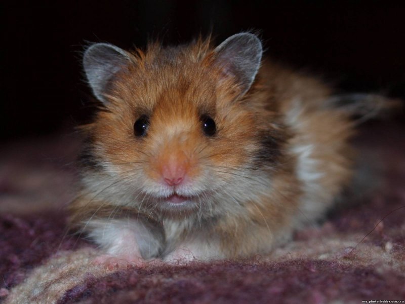 Сирийский хомяк альбинос