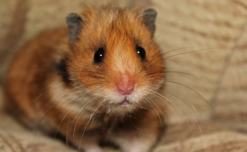 Сенегальский хомяк