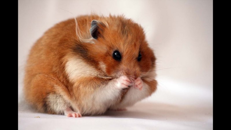 Толстощекий хомяк