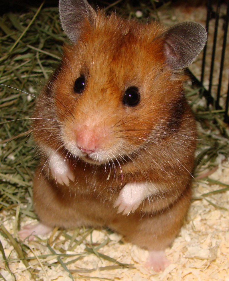 Сирийский хомяк Хома