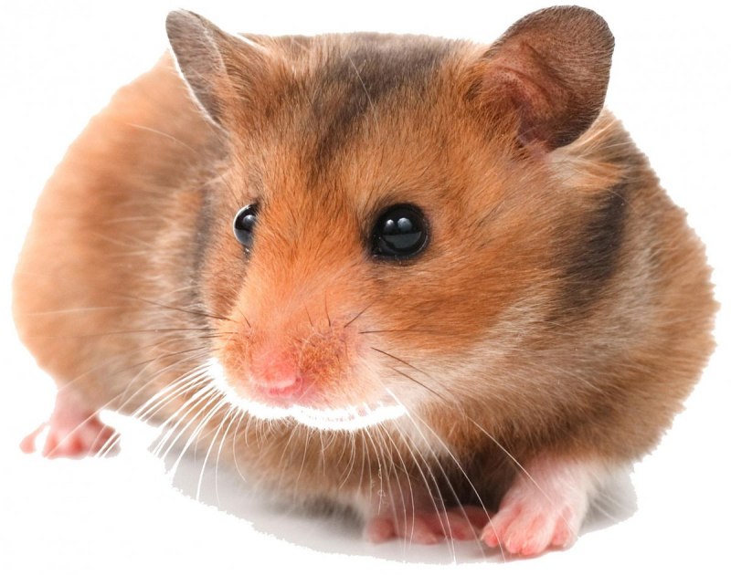 Морская Свинка Грызуны