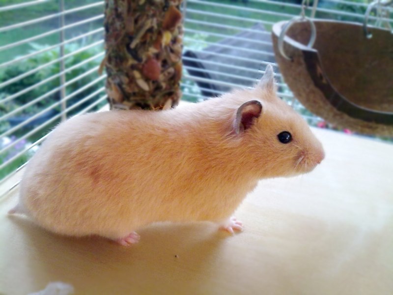 Хомяк сирийский