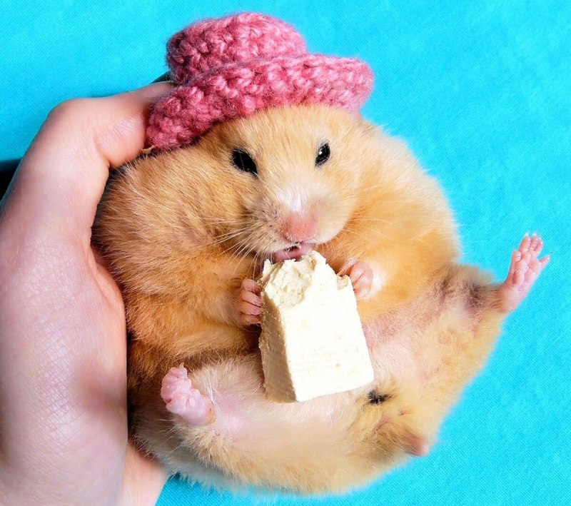 Морские свинки