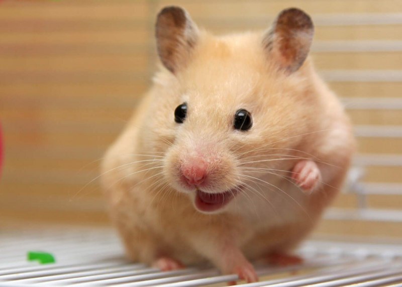 Сирийский золотистый хомячок