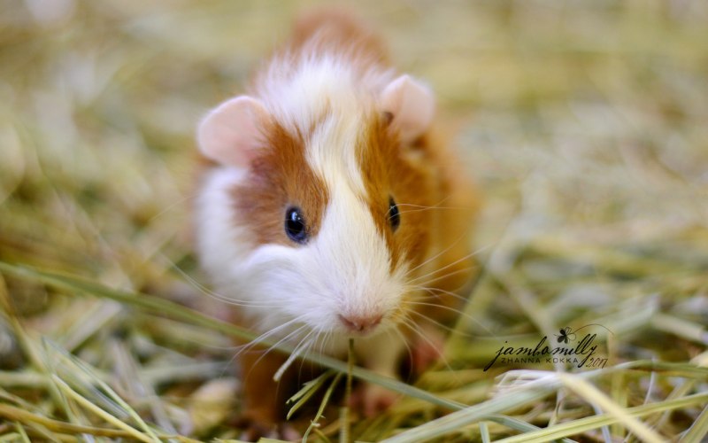 Красивые хомячки