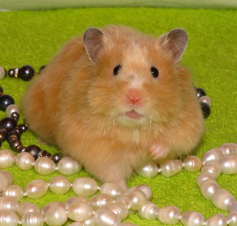 Сирийский хомяк золотистый