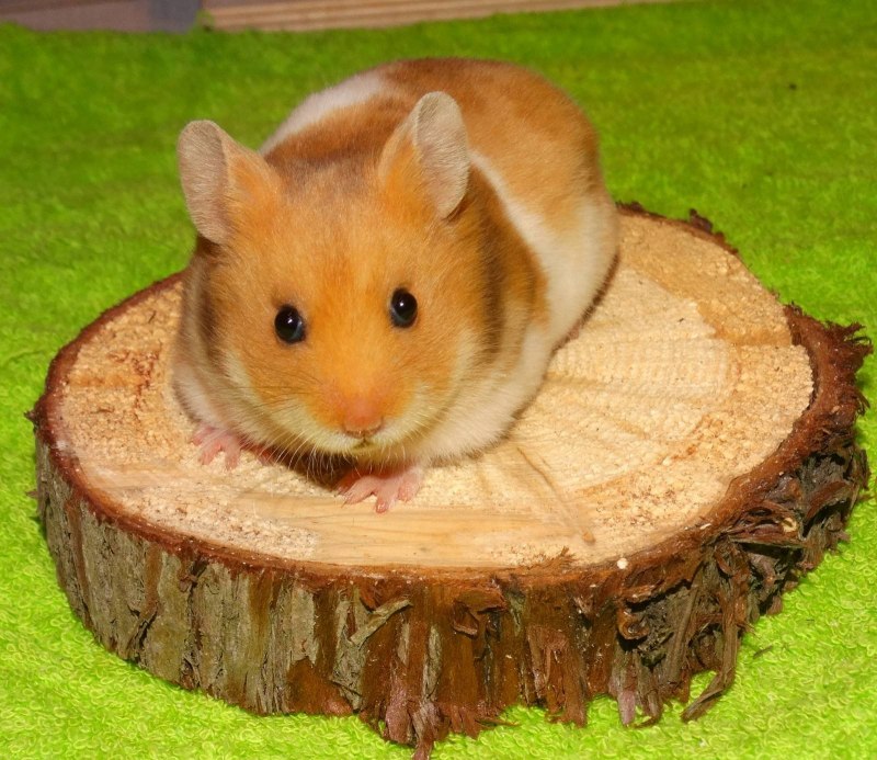 Смешные хомяки