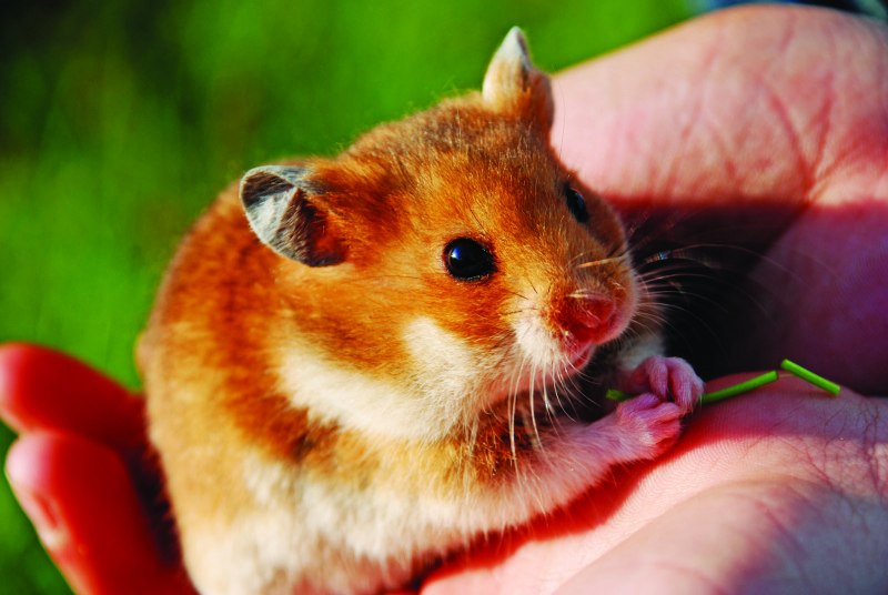 Сирийский золотистый хомячок