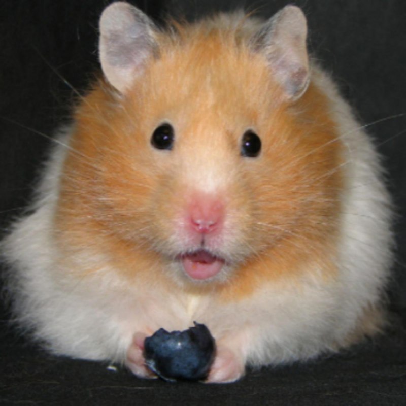 Морская Свинка розеточная