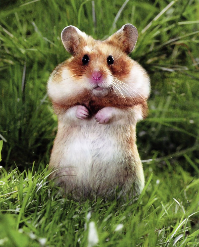 Сирийский хомяк розовый