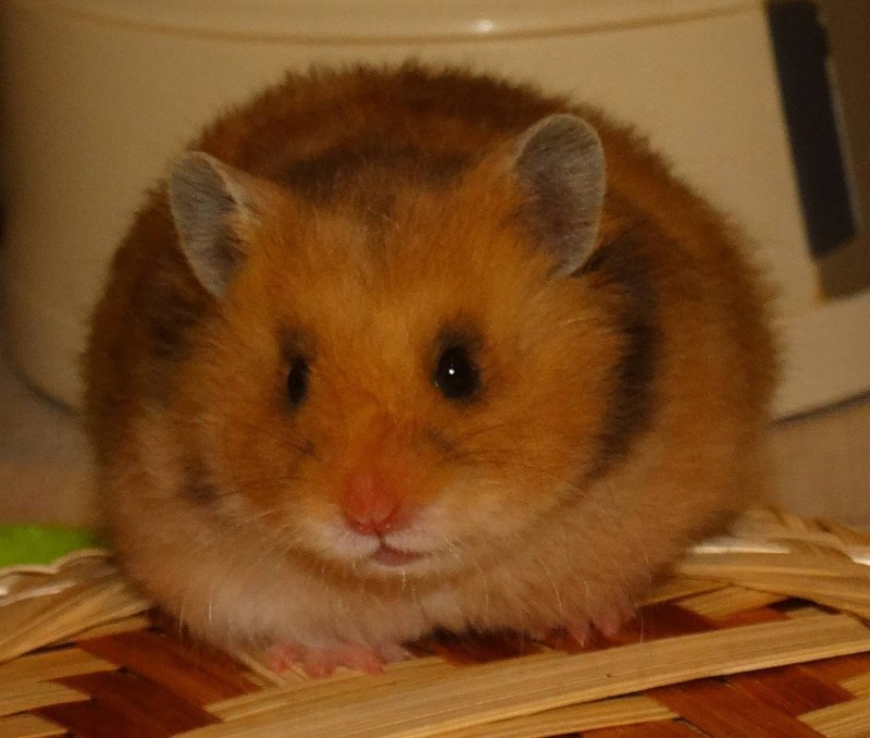 Морские свинки