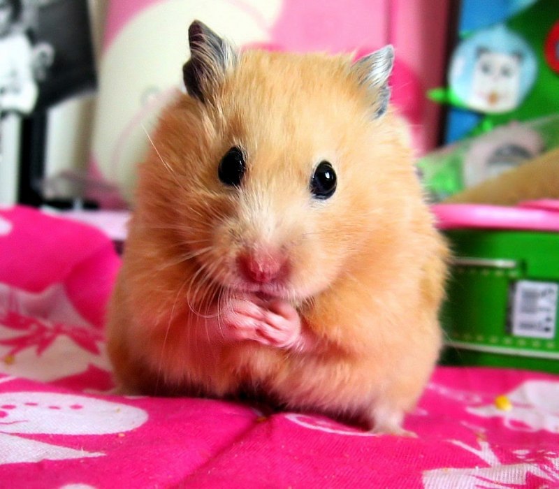 Сирийский золотистый хомячок