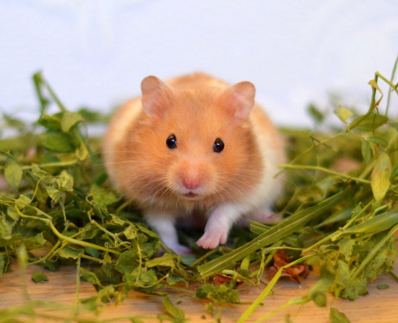 Милый хомяк