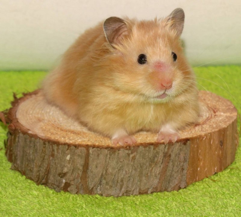 Фото Персидского хомячка