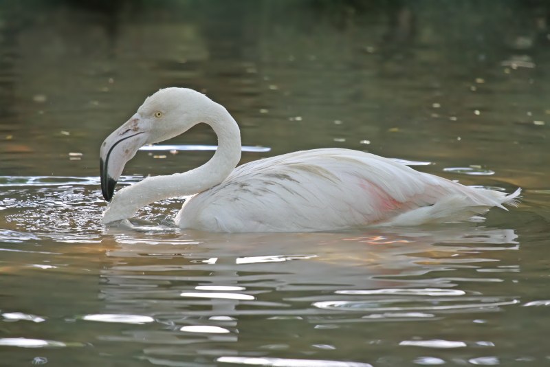 Фламинго белый и розовый