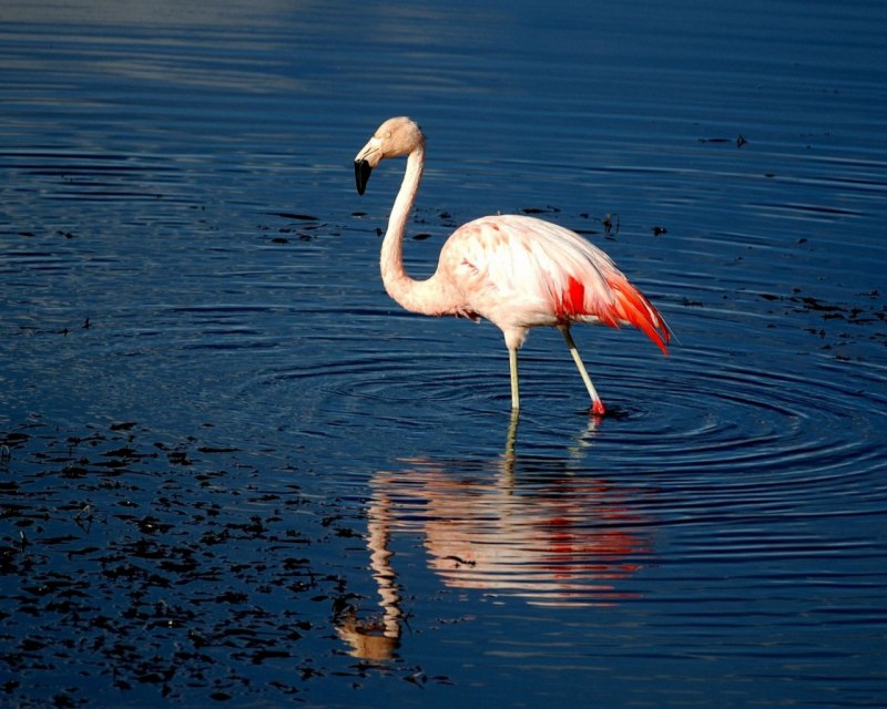 Фламинго белый и розовый