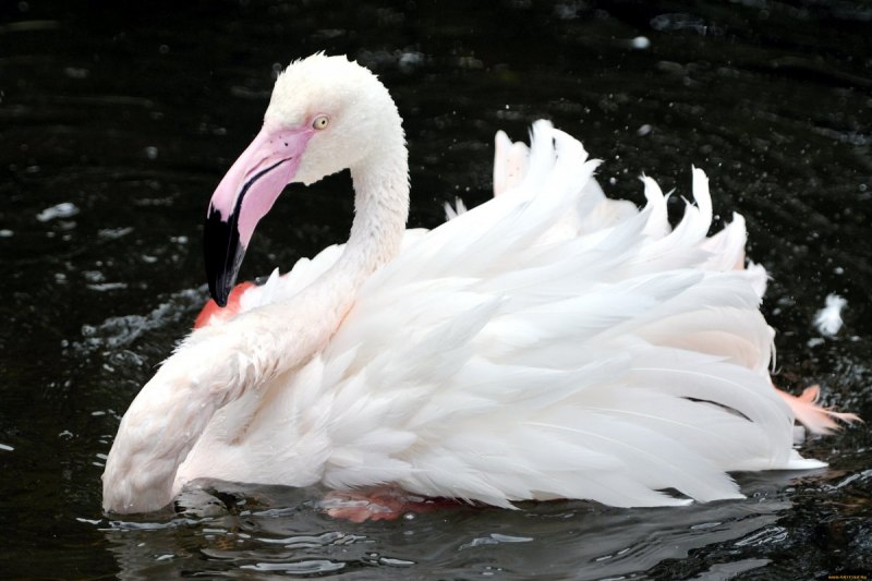 Розовый Фламинго птица